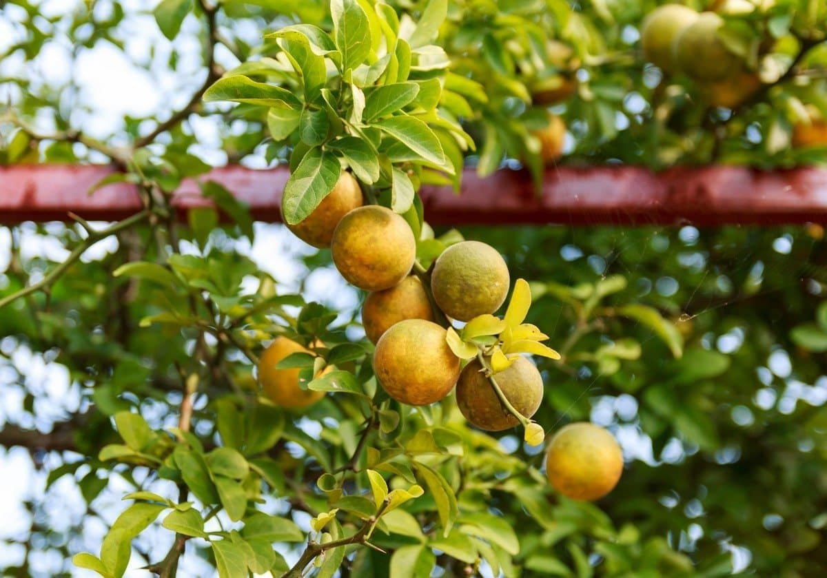 Trifoliate orange