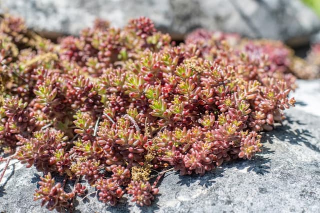 White stonecrop