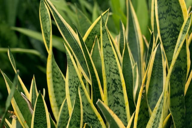 Snake plant