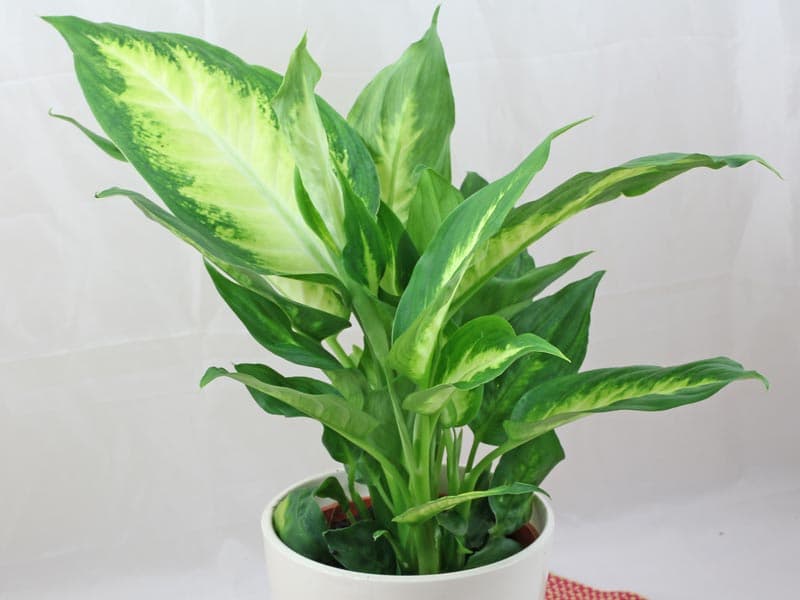 Dumb cane 'Camille'