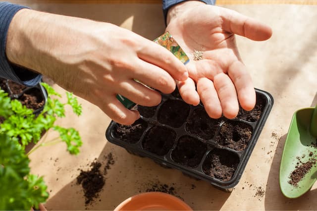 Ready, set, grow! Plants to be sown in late February and early March