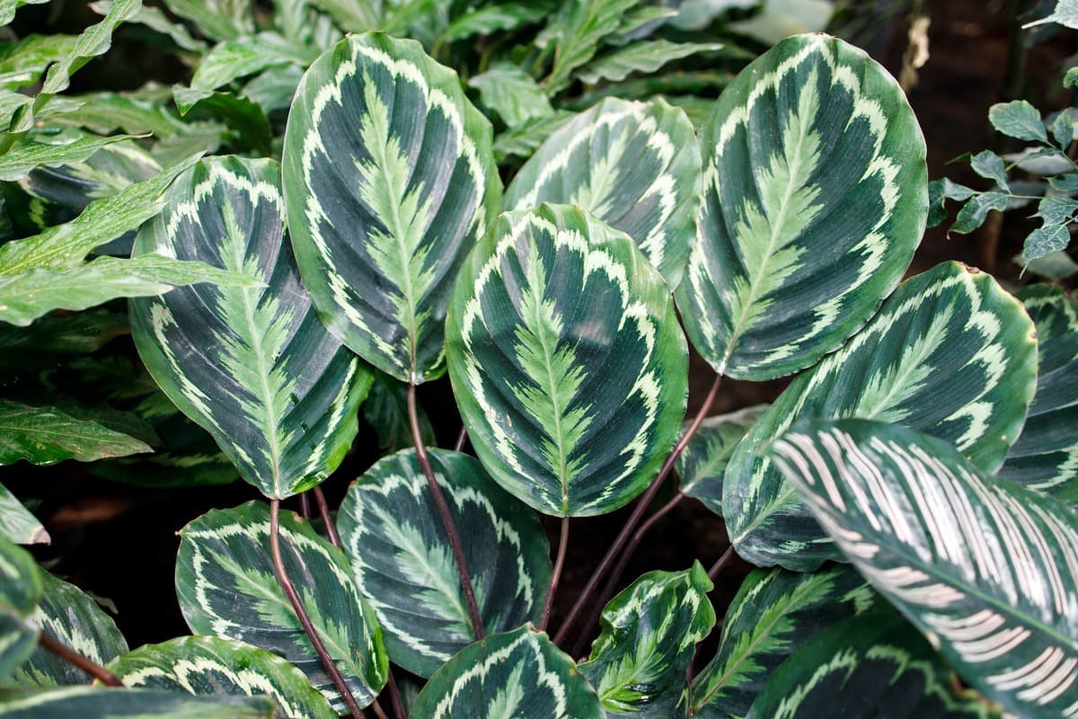 Rose-painted calathea