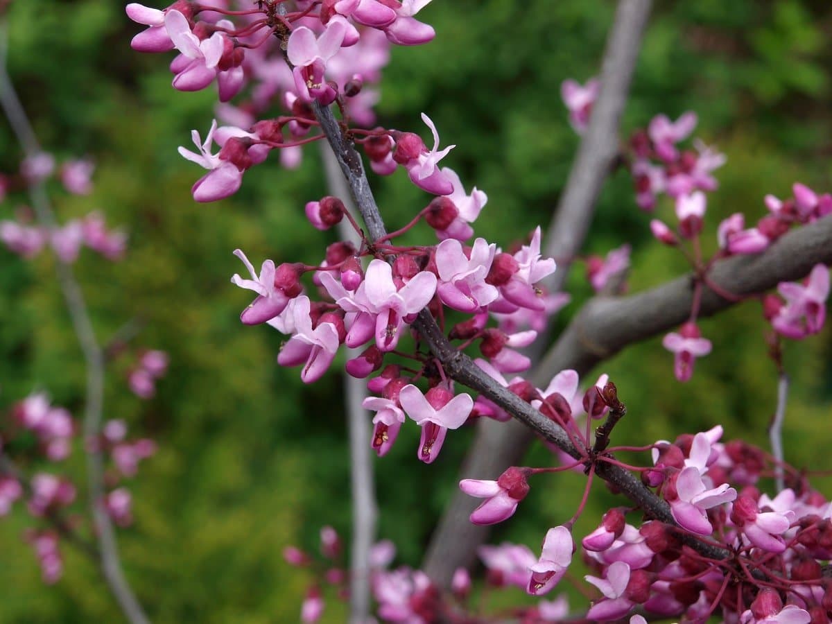 Redbud 'Forest Pansy'