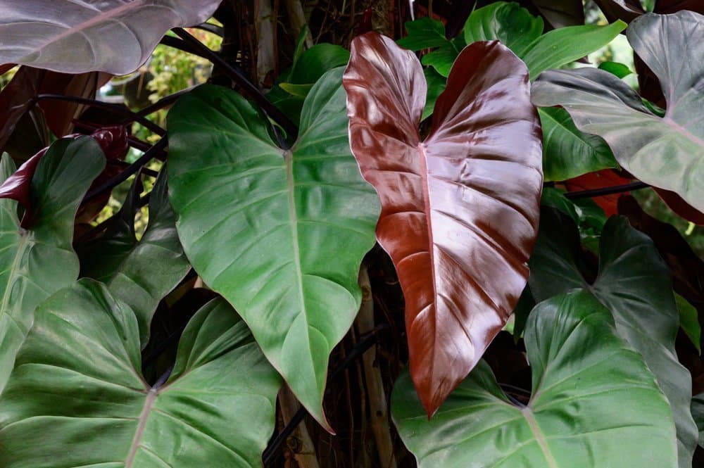 Blushing philodendron