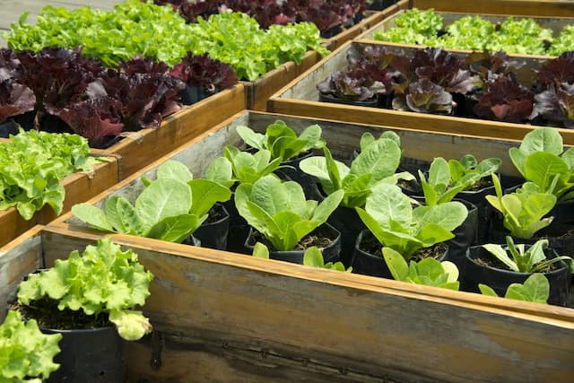 Building raised beds? Here's what you need to know first