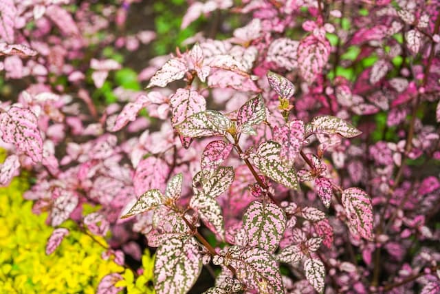 In the pink: 5 gorgeous plants with pink foliage