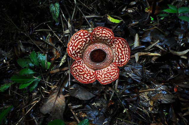 Rafflesia pricei