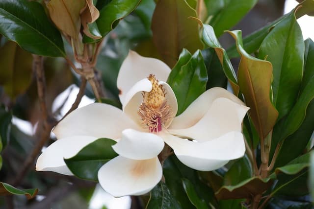 Evergreen magnolia