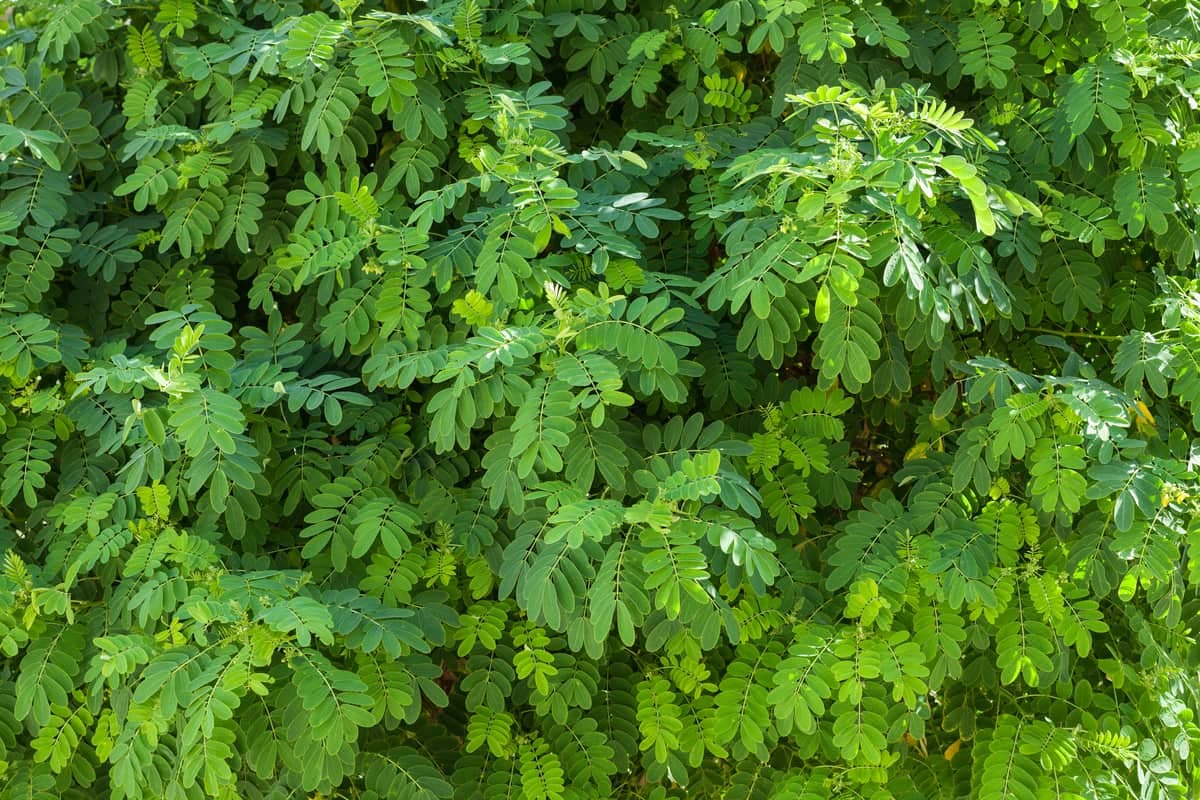 Black locust