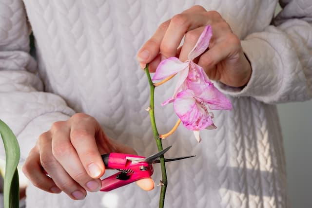 How to care for your orchid after it blooms