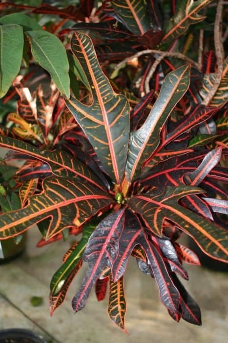 Variegated croton