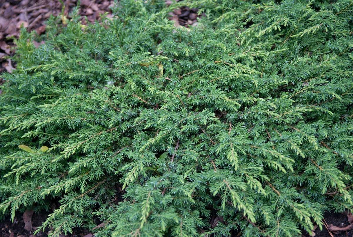 Common juniper