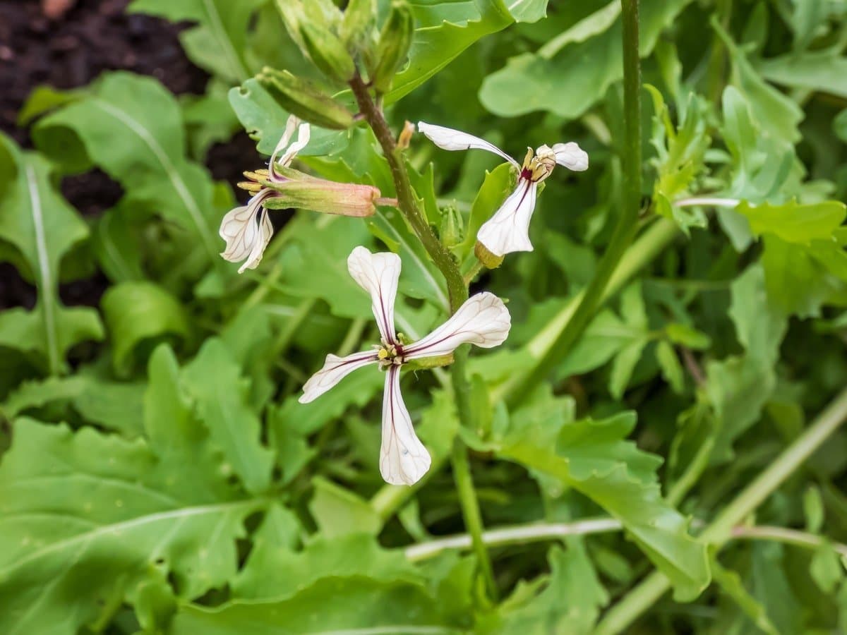 Arugula