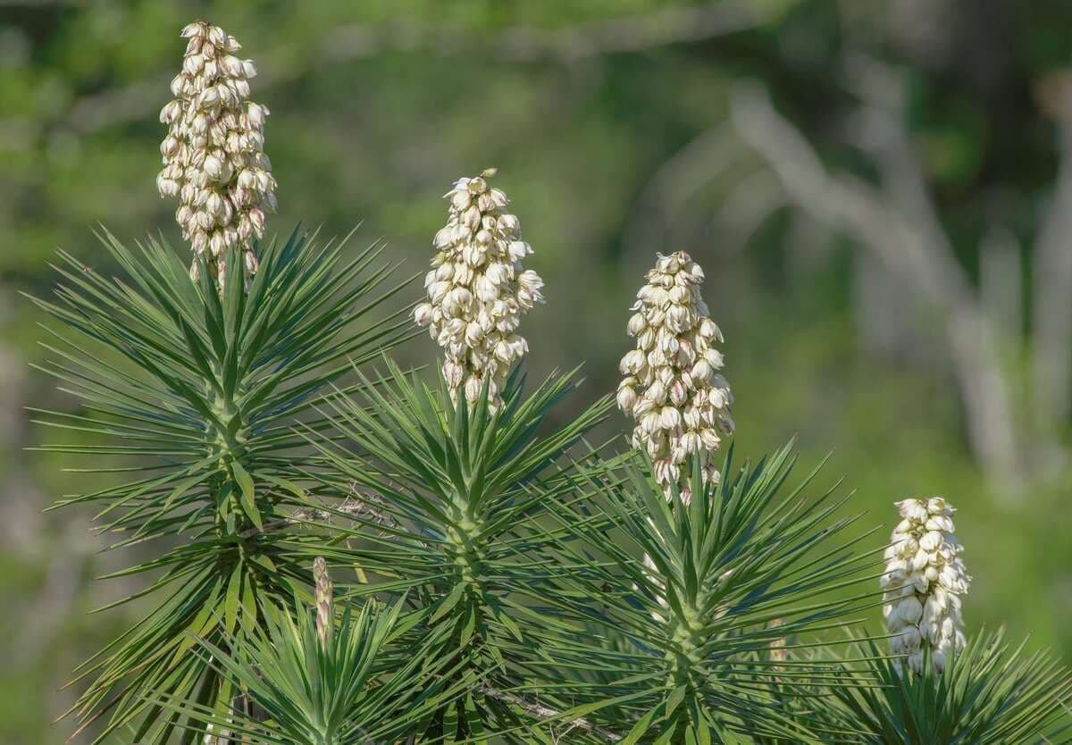 Aloe yucca