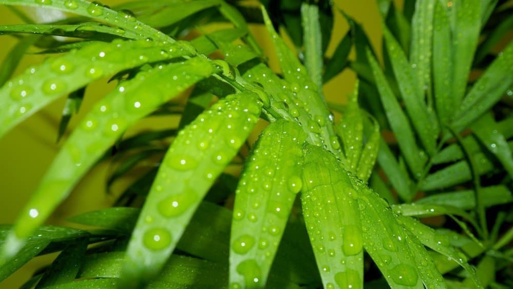 Parlour palm