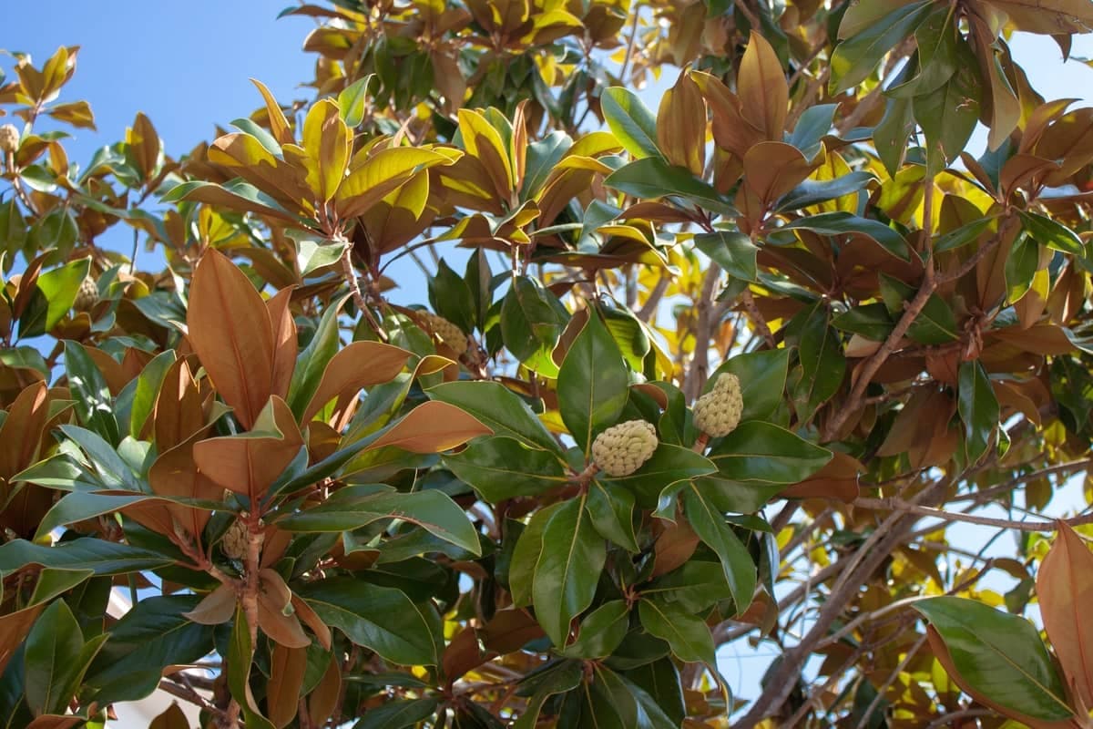 Evergreen magnolia