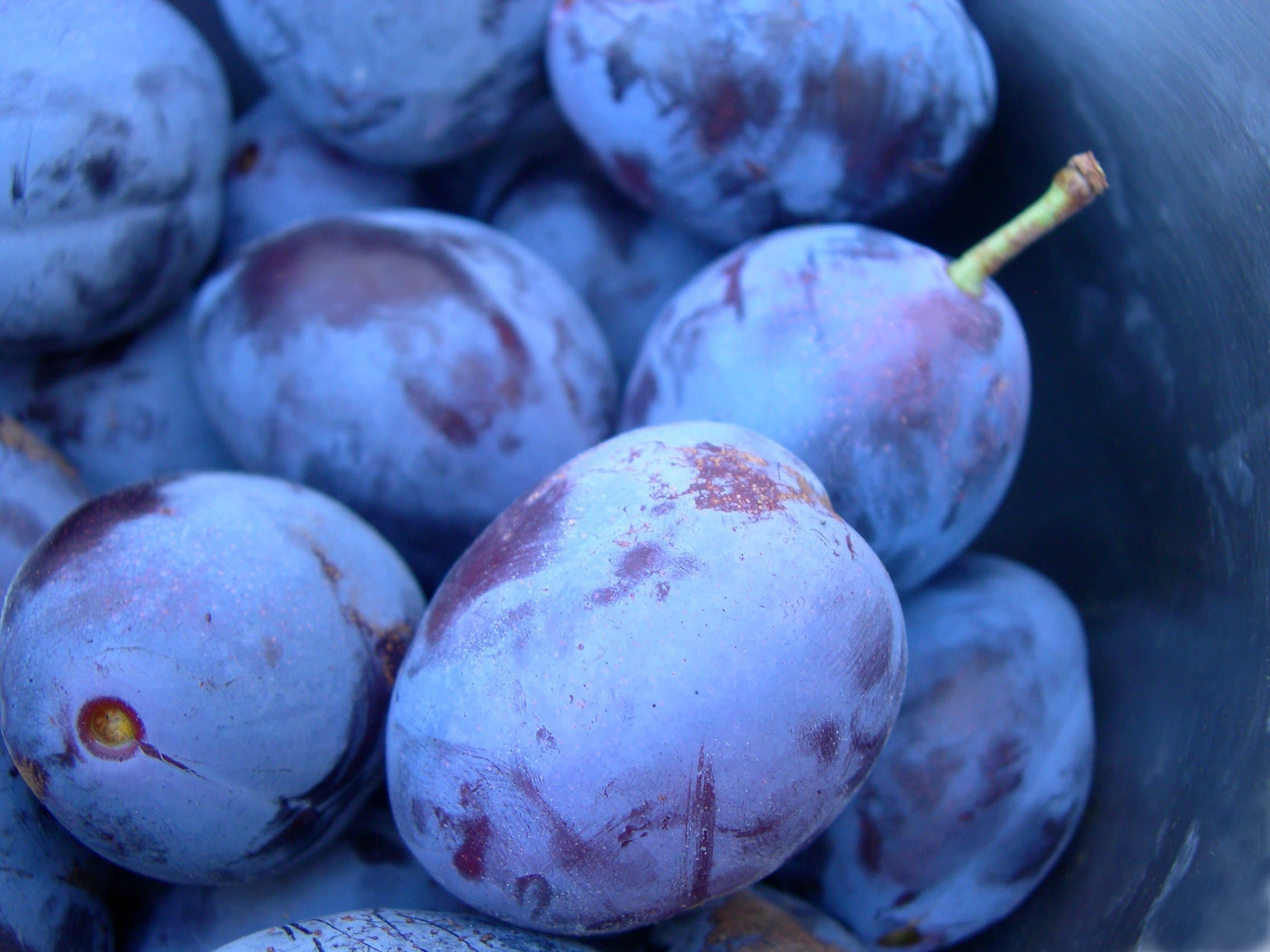 Damson 'Prune Damson'