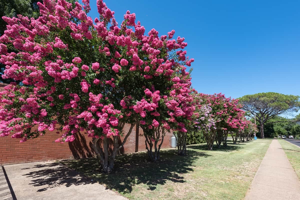 Crape myrtle