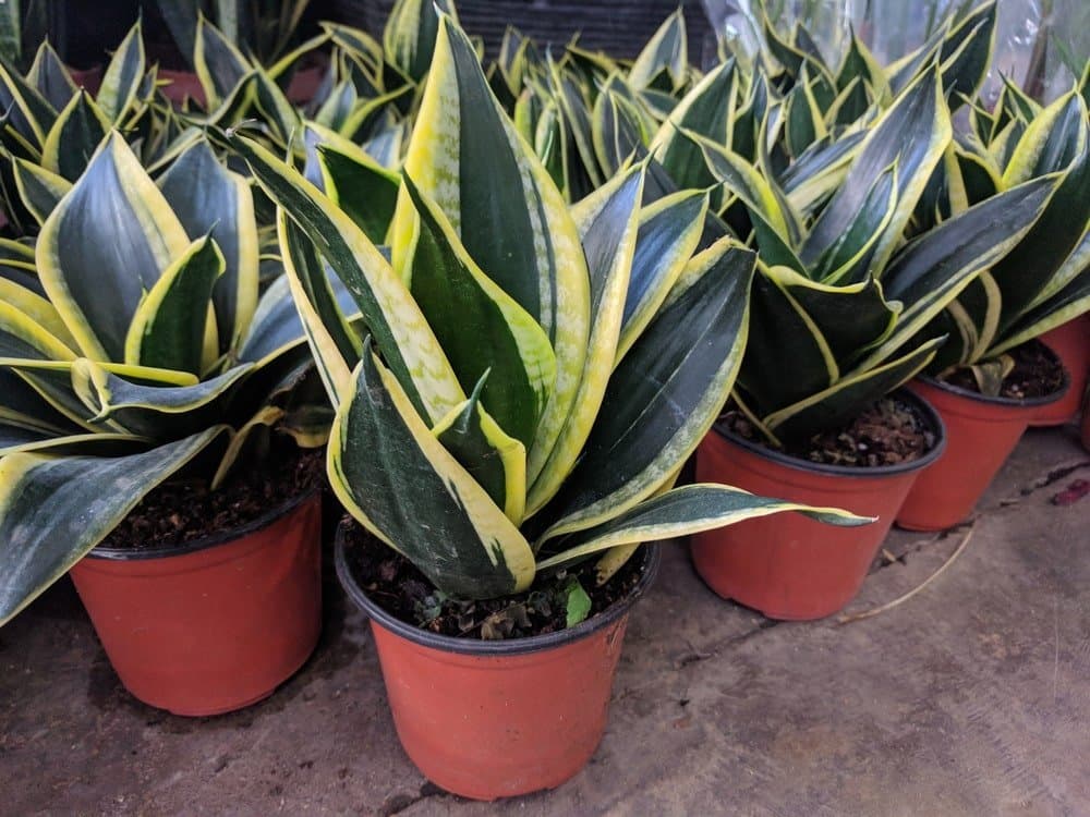 Snake plant