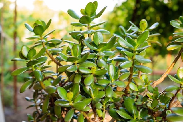 Jade plant