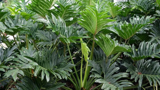 Cut-leaf philodendron