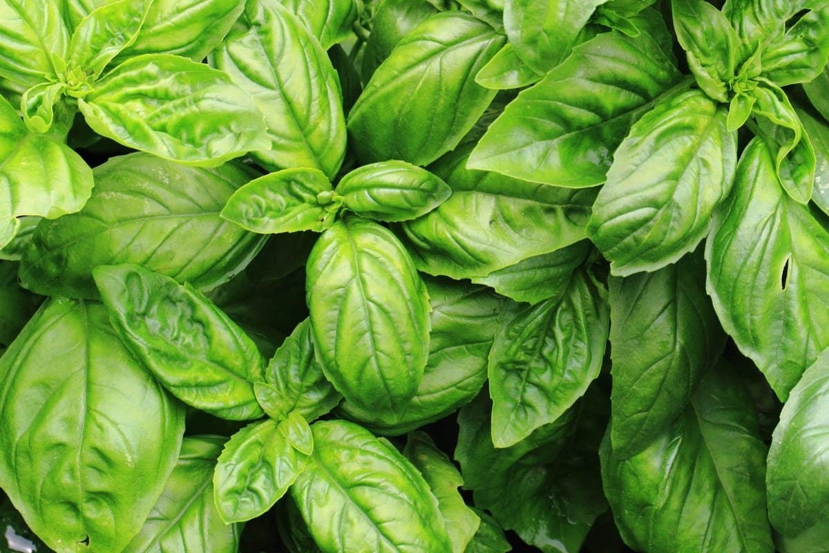 Basil