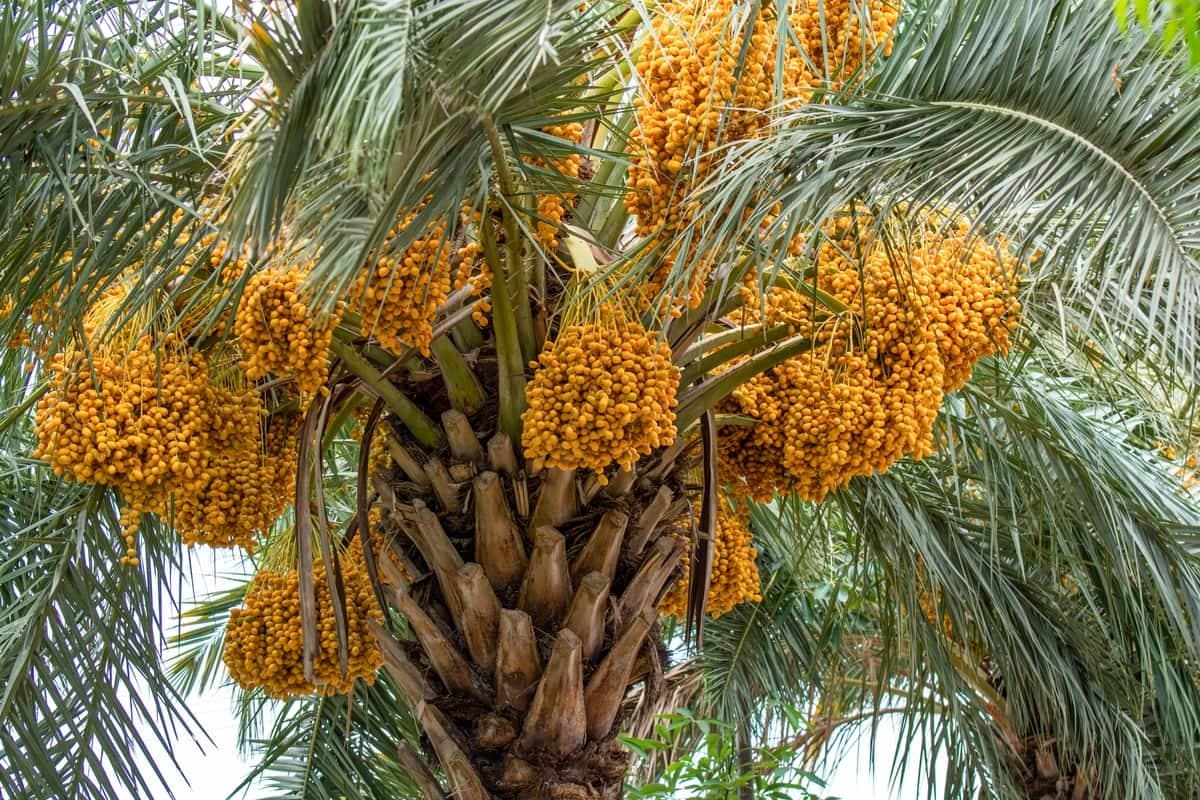 Date palm