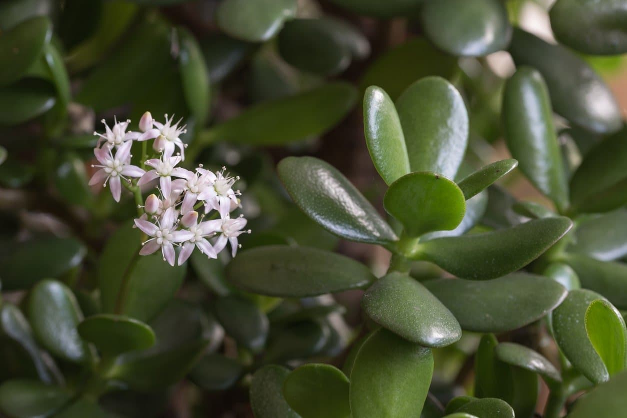 Jade plant