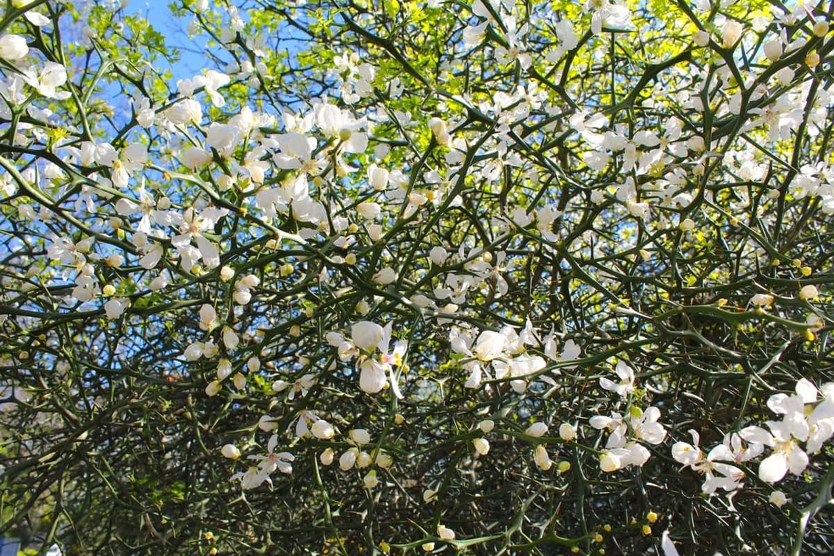 Trifoliate orange