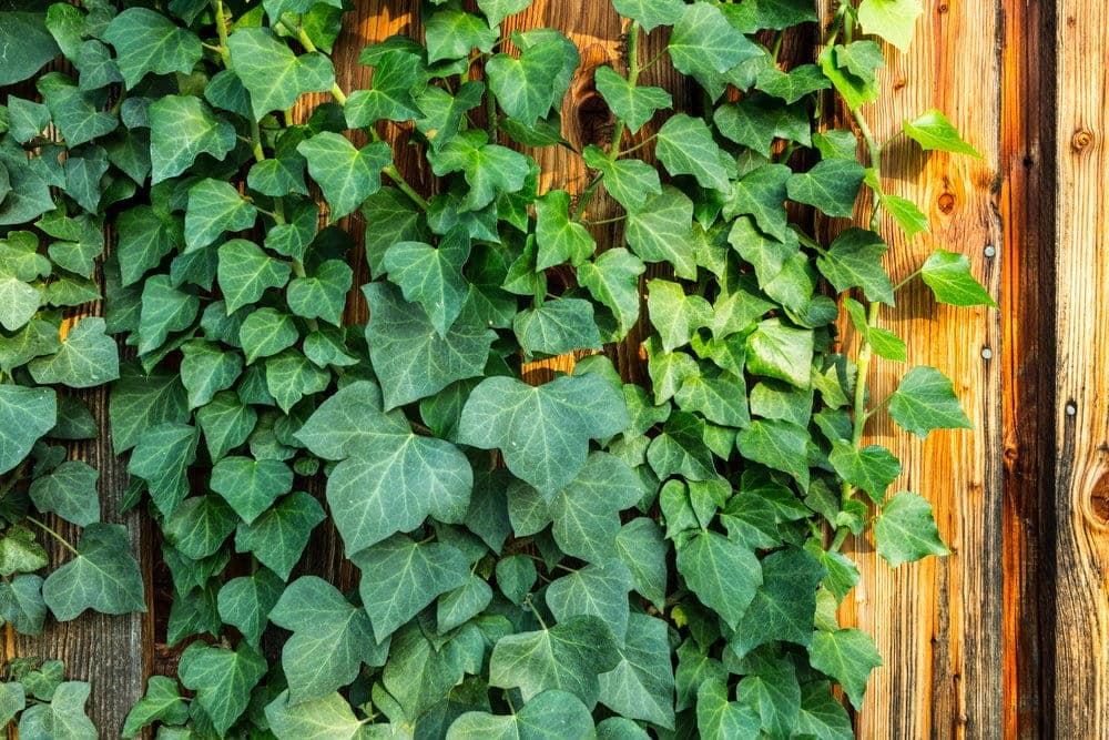 English ivy