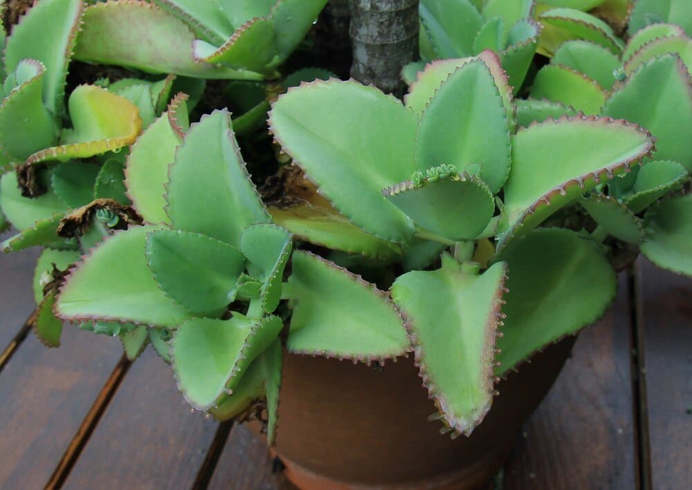 Mexican hat plant