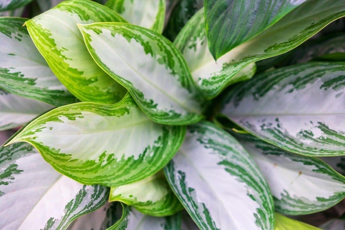 Chinese evergreen 'Silver Queen'