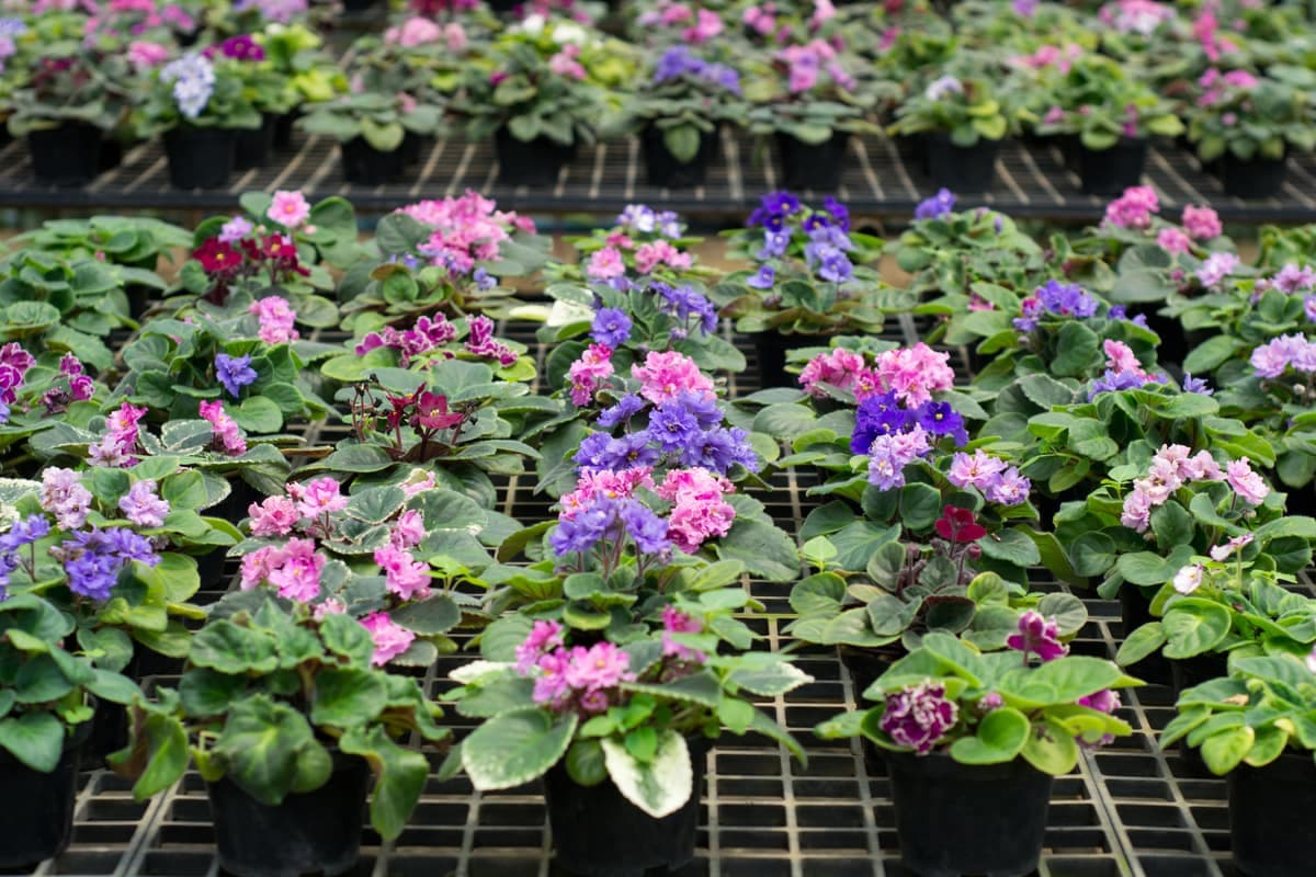 African violet