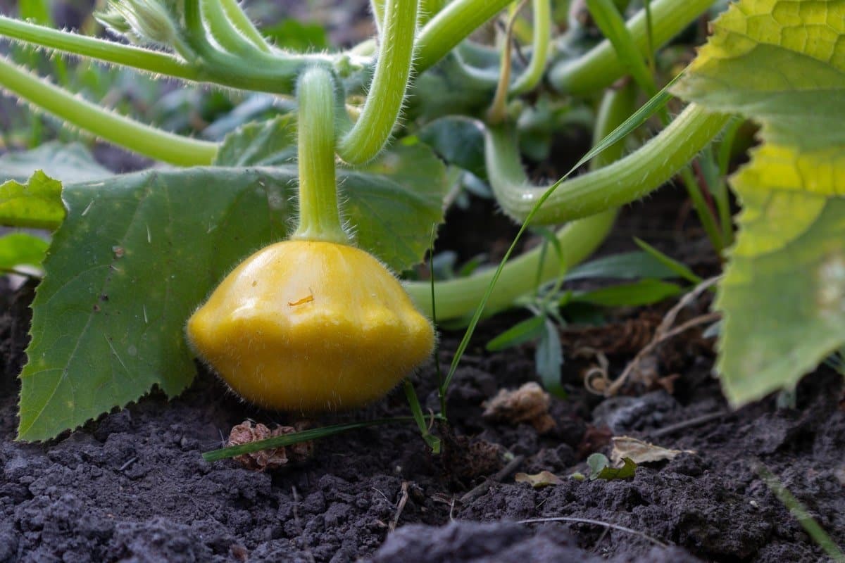 Pattypan squash