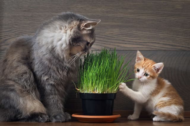 7 plants that are toxic to cats (Pt. 1)