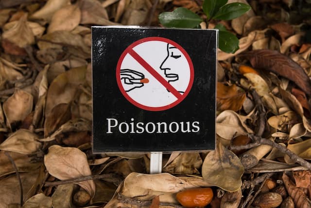 Beware of beauty: The dark side of popular houseplants