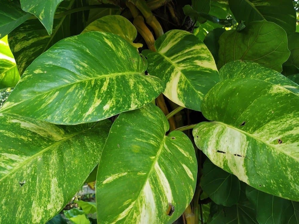 Golden pothos