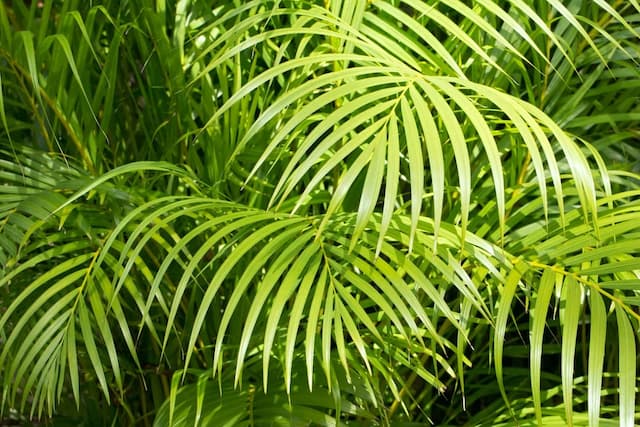 Areca Palm