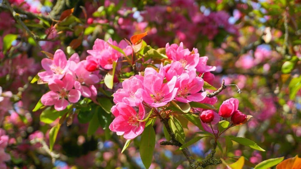 Crab apple 'Royalty'