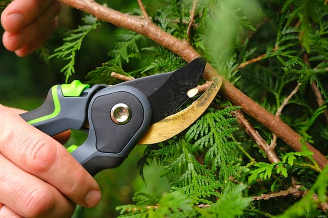 Don't let your plants go wild. The importance of pruning