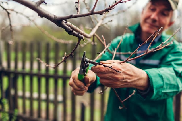 The art of pruning: Fall edition