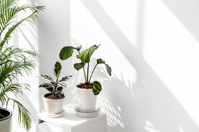 Why is lighting important for plants?