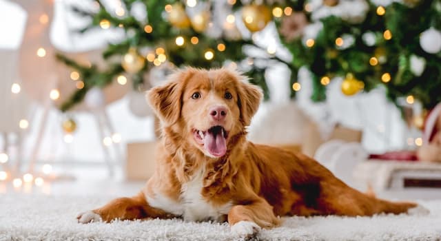 Keeping your furry friends safe this Christmas