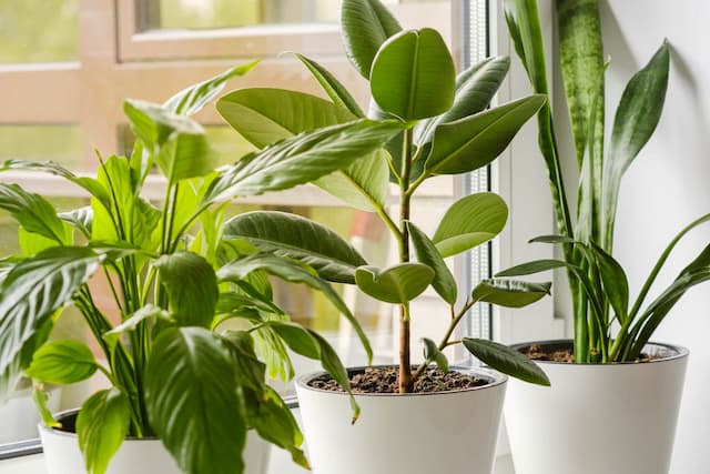 Best air purifying plants for your home (Pt. 2)