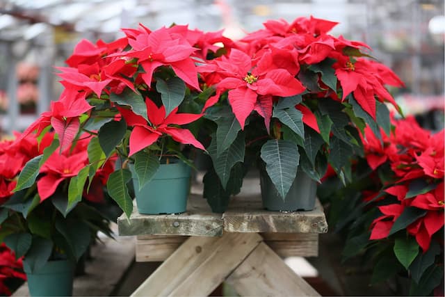 Christmas plants care tips