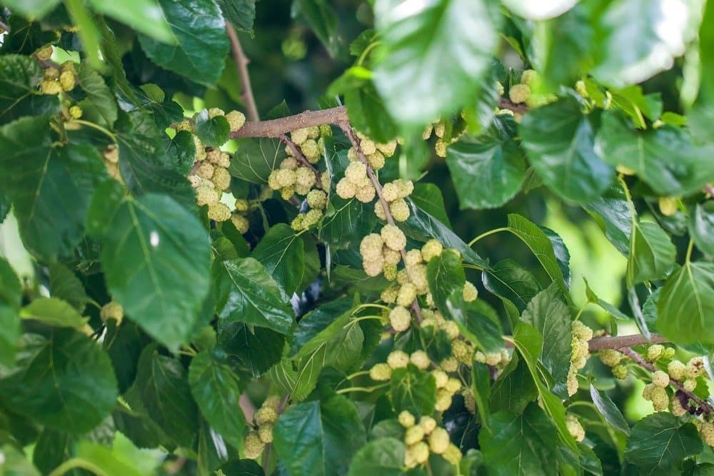 White mulberry