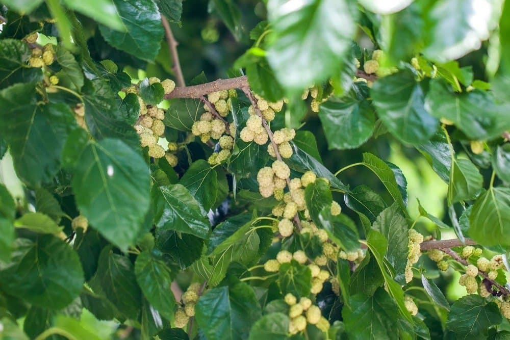 White mulberry