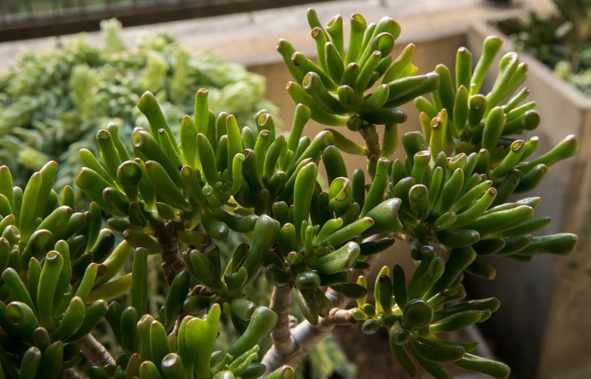 Jade plant 'Gollum'