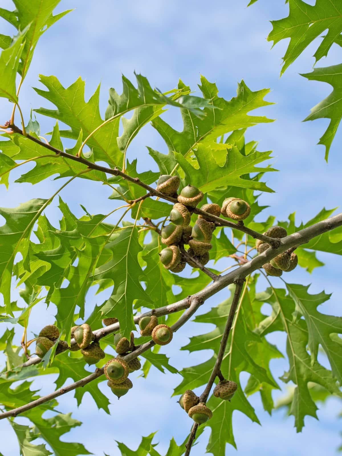 Pin oak