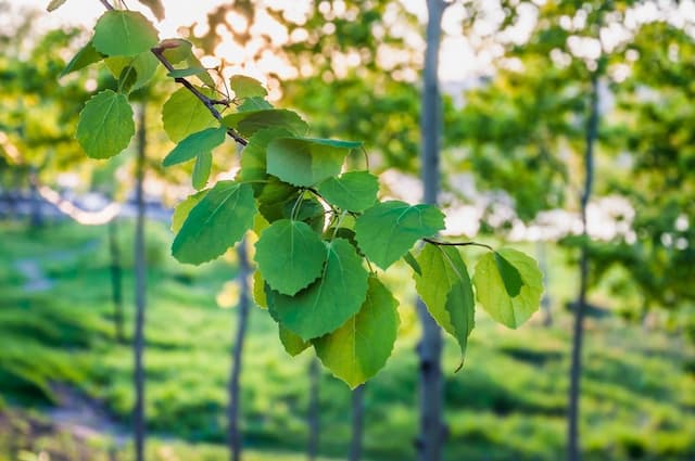 European aspen